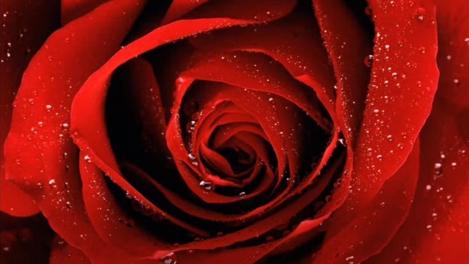center of a red rose