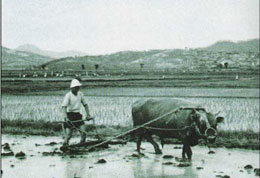 Ilchi Lee - Ju-yung Chung family rice farm