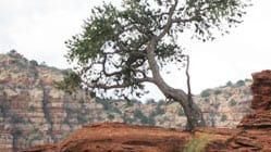 juniper tree in Sedona's red rocks