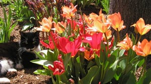 red and orange flowers