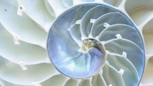 inner part of a shell