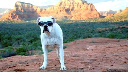 dog with sunglasses in Sedona