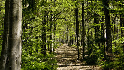 forest path with tall green trees