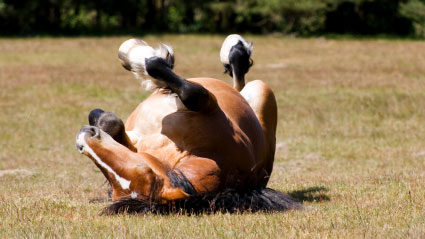 horse rolling on grass