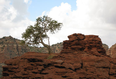 Juniper Tree on Sedona Red Rock