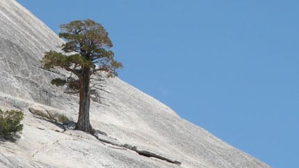 Tree on a sandy hill