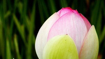 closed tulip