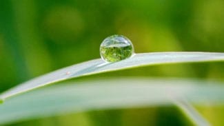drop of water on a green blade of grass