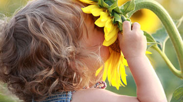 child smelling tall sunflower