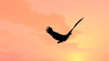 bird in a sunset sky