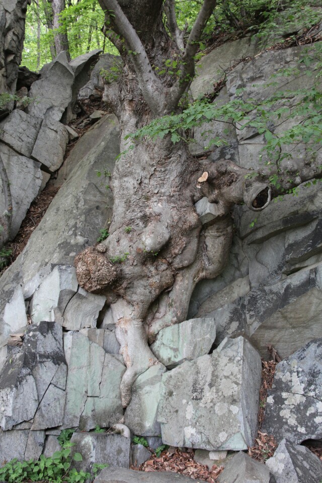 large tree in Korea