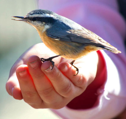 Bird of the Soul in the Hand