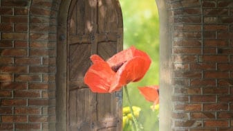 poppy in a doorway to a green field