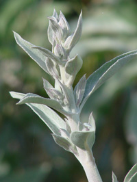 white sage herb