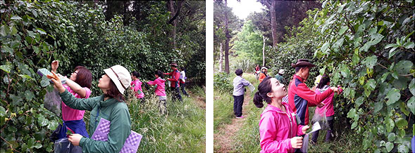 Ilchi-Lee_NZ-Picking-Kawakawa