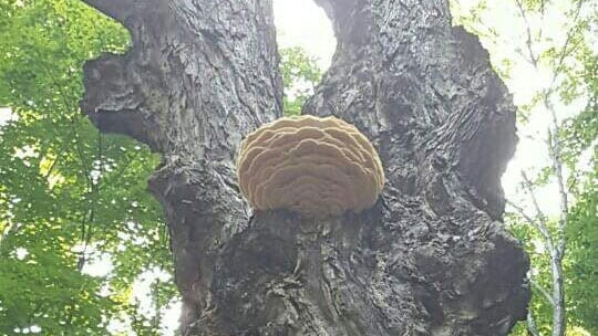 large fungus on tree