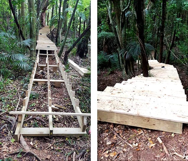 wooden trail through a New Zealand forest