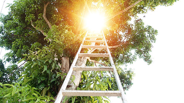 ladder up a tree