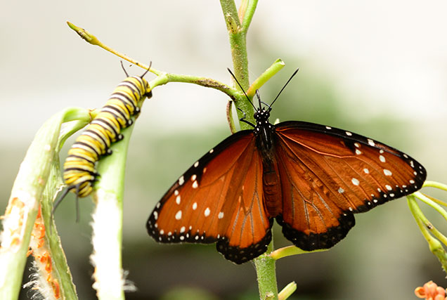 caterpillar to butterfly