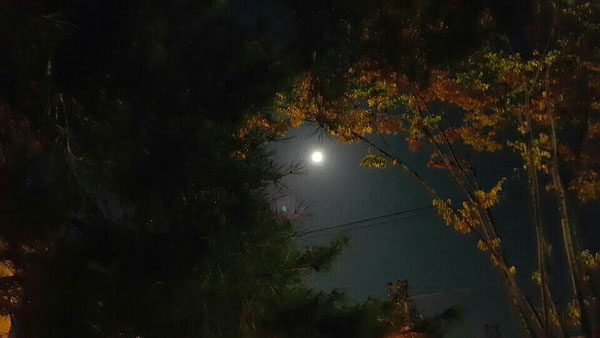 full moon through trees