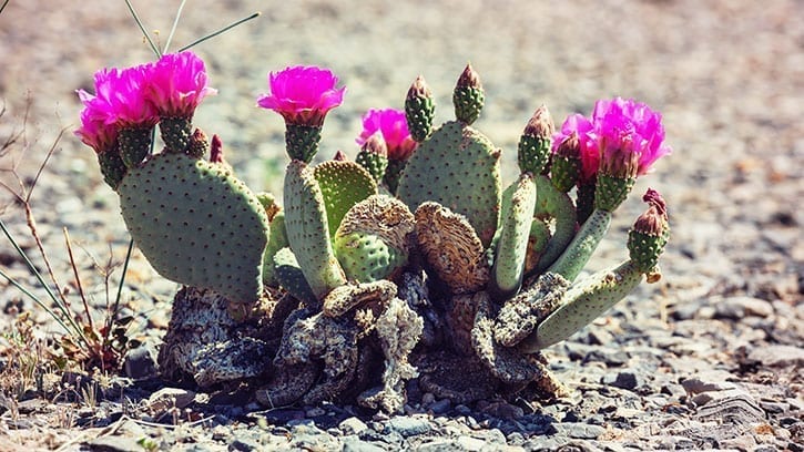 cactus flower in desert