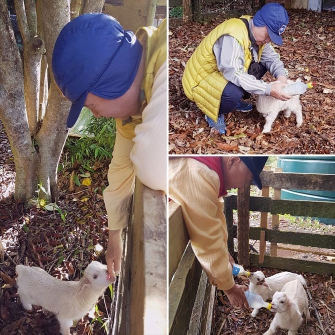 Ilchi Lee feeding baby goats milk