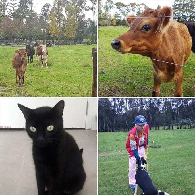 Ilchi Lee and farm animals