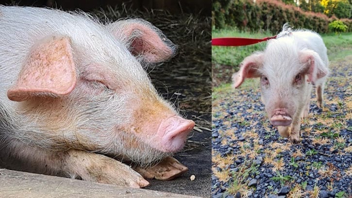 young pig at Earth Farm