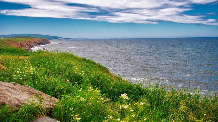 Oceanside near green grass