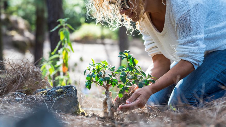 woman planting sprouts