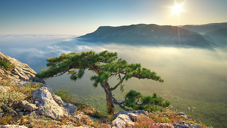 tree on a cloudy mountain