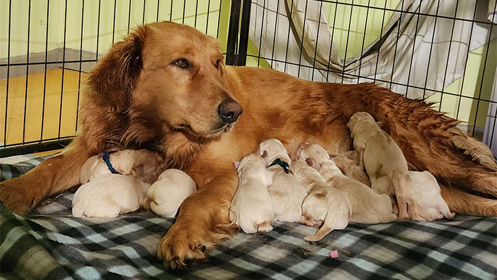 golden retriever puppies in New Zealand