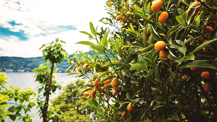 tangerine trees