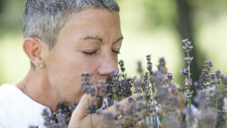 Naturally beautiful middle age woman with short gray hair dressed in white, smelling lavender flowers in bloom and enjoying their fragrance in the summer. Setting sun in the background. Using nature to heal the spiritual self.